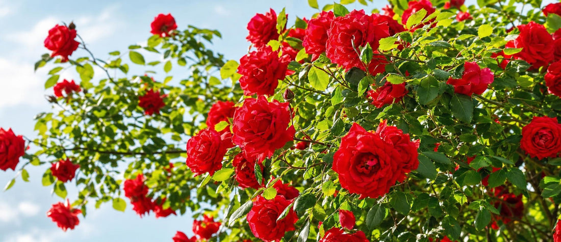 quand tailler les rosiers