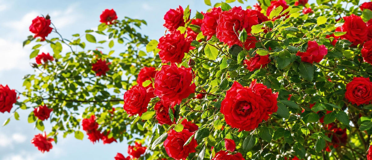 quand tailler les rosiers