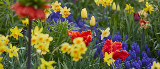 fleurs à bulbe de printemps