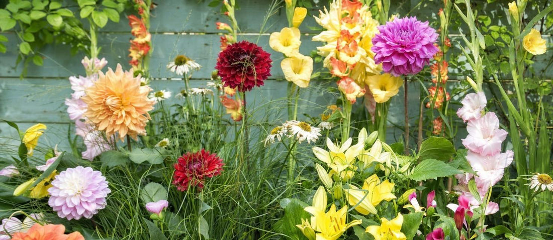 Plantes colorées à bulbes de printemps