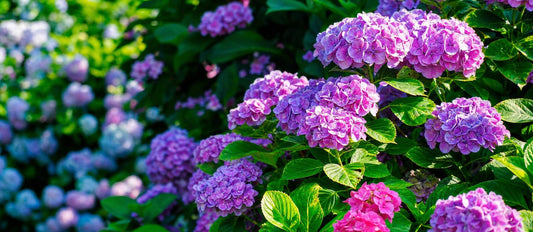 magnifique hortensia