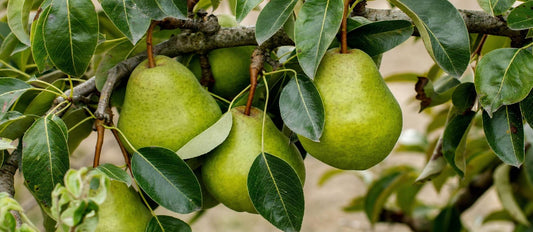 Tailler le poirier (Pyrus communis) - Bakker.com | France