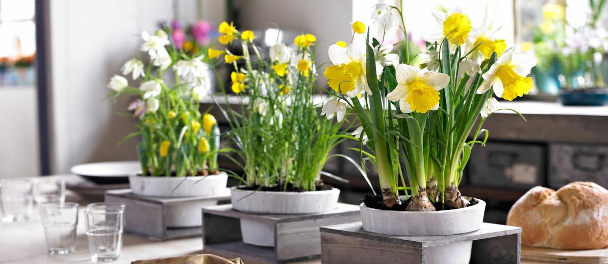 Tout ce qu'il faut savoir sur les bulbes de fleurs d'intérieur