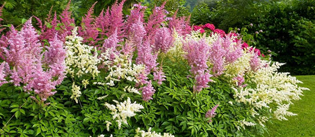 Les plants à racines nues : durables, tendance et de retour - Bakker.com | France