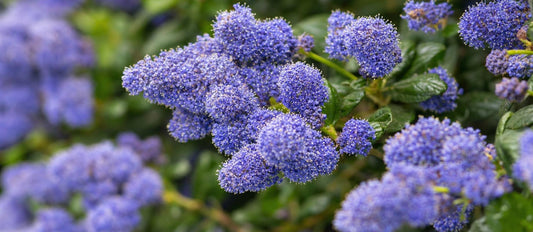 le lilas de Californie