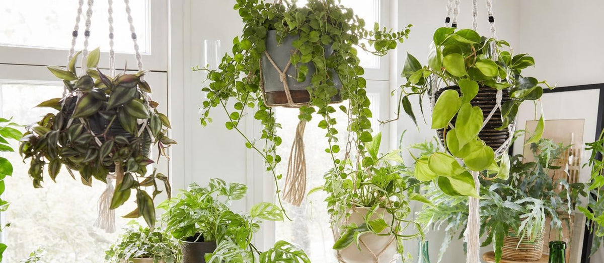 les plantes suspendues pour un intérieur nature