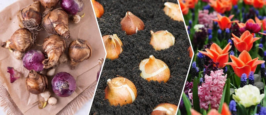 Plantation des bulbes à fleurs, rien de plus facile - Bakker.com | France