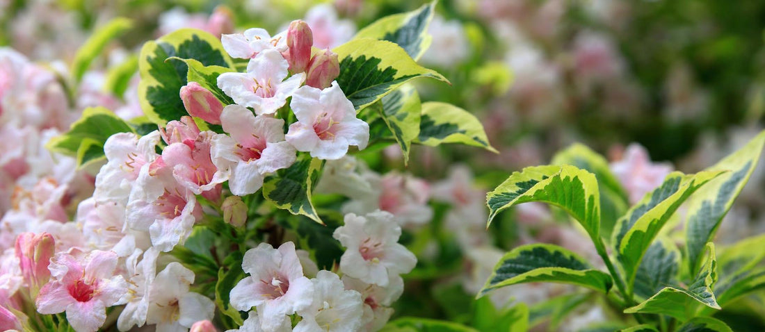 Quand et comment tailler le Weigelia - Bakker.com | France