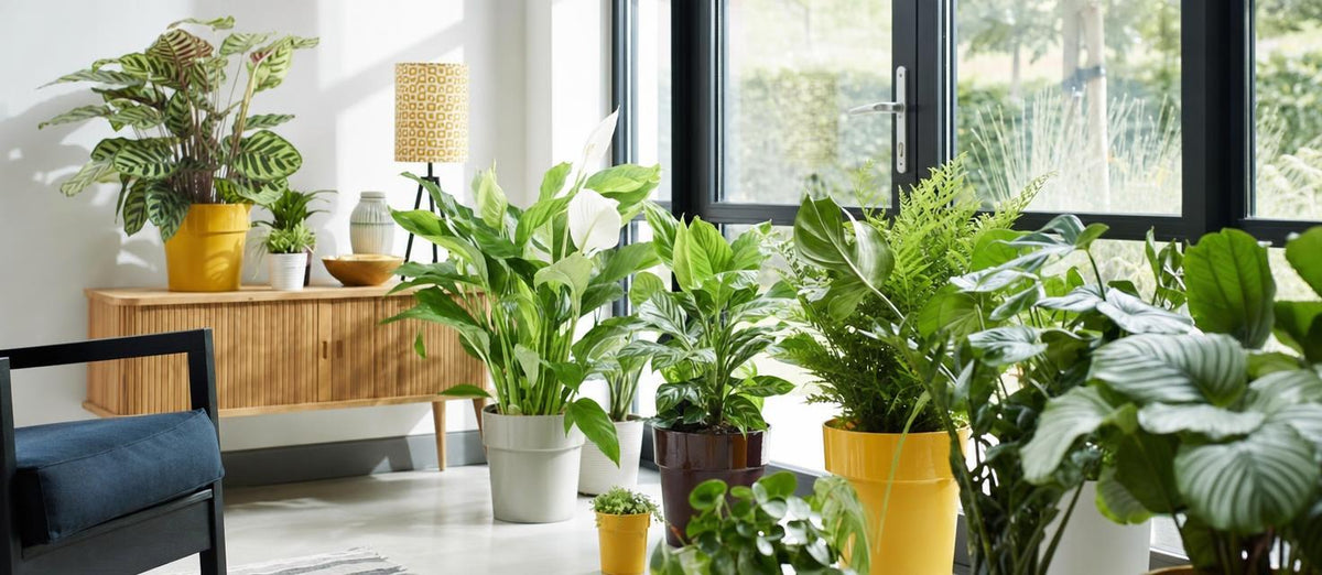 Notre top 10 des plantes purificatrices d’air - Bakker.com | France