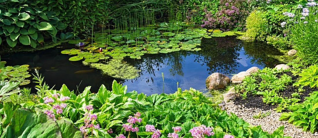 bassin dans un jardin 
