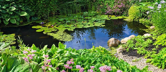 bassin dans un jardin 