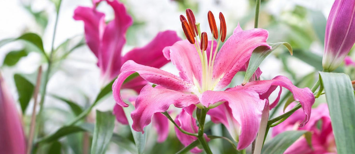 lys coloré