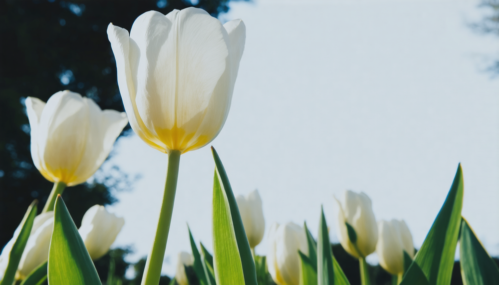 Tulipes blanches : symboles de pureté