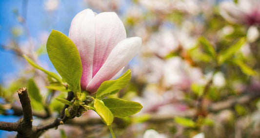 Tailler le Magnolia - Bakker.com | France