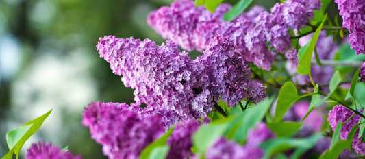 Quand et comment tailler le Lilas - Bakker.com | France