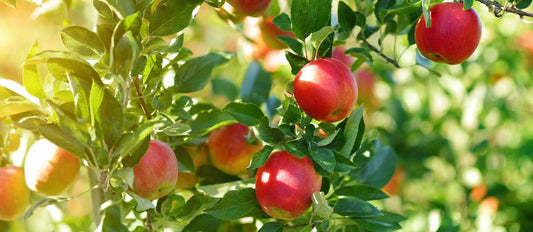 taille des arbres fruitiers