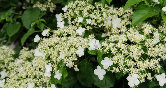 Tailler l’hortensia grimpant - Bakker.com | France