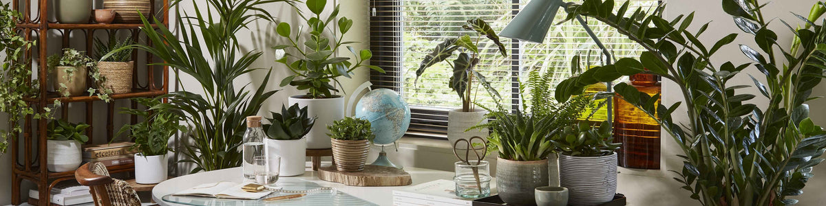Plantes de bureau