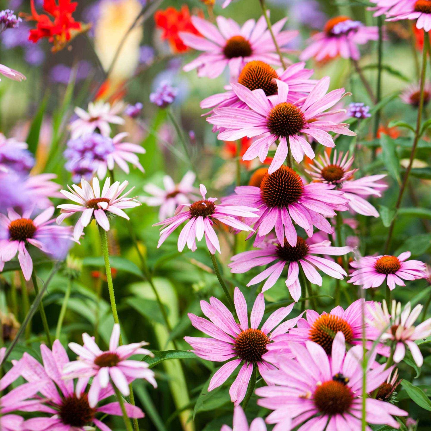 Marguerite - Leucanthemum