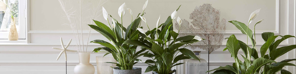 Fleur de lune - Spathiphyllum