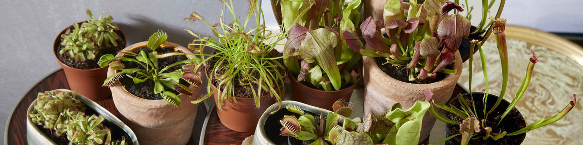 Plantes carnivores