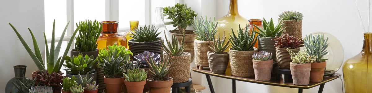Plantes grasses d'intérieur