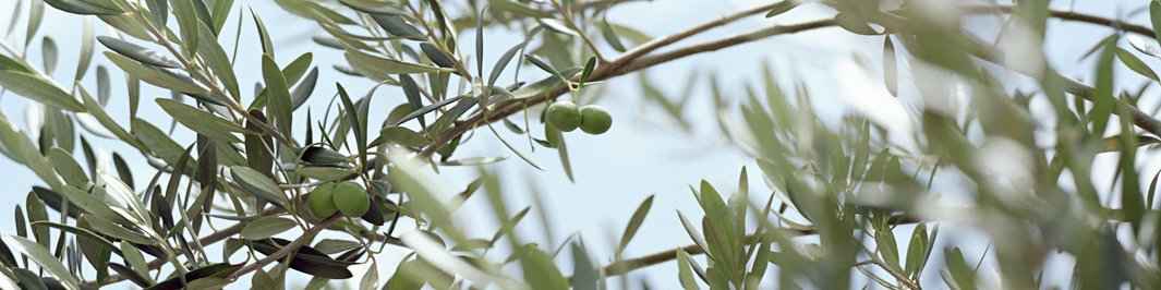 Plantes avec cache-pot