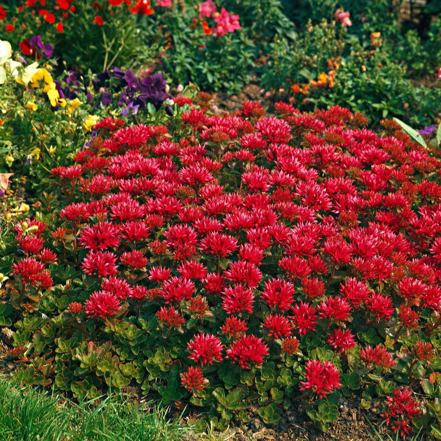 Plantes à fleurs