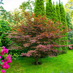 Plantes d'extérieur