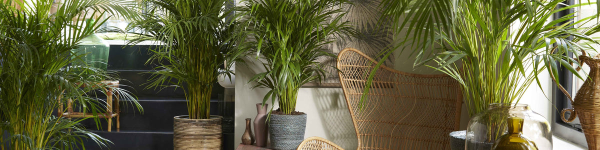Palmier Aréca - Dypsis
