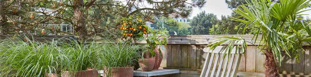 Plantes mediterranéennes d'extérieur