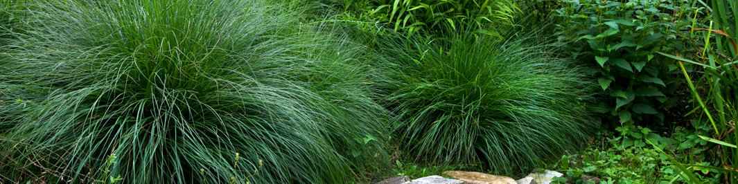 Alopecurus - Vulpin