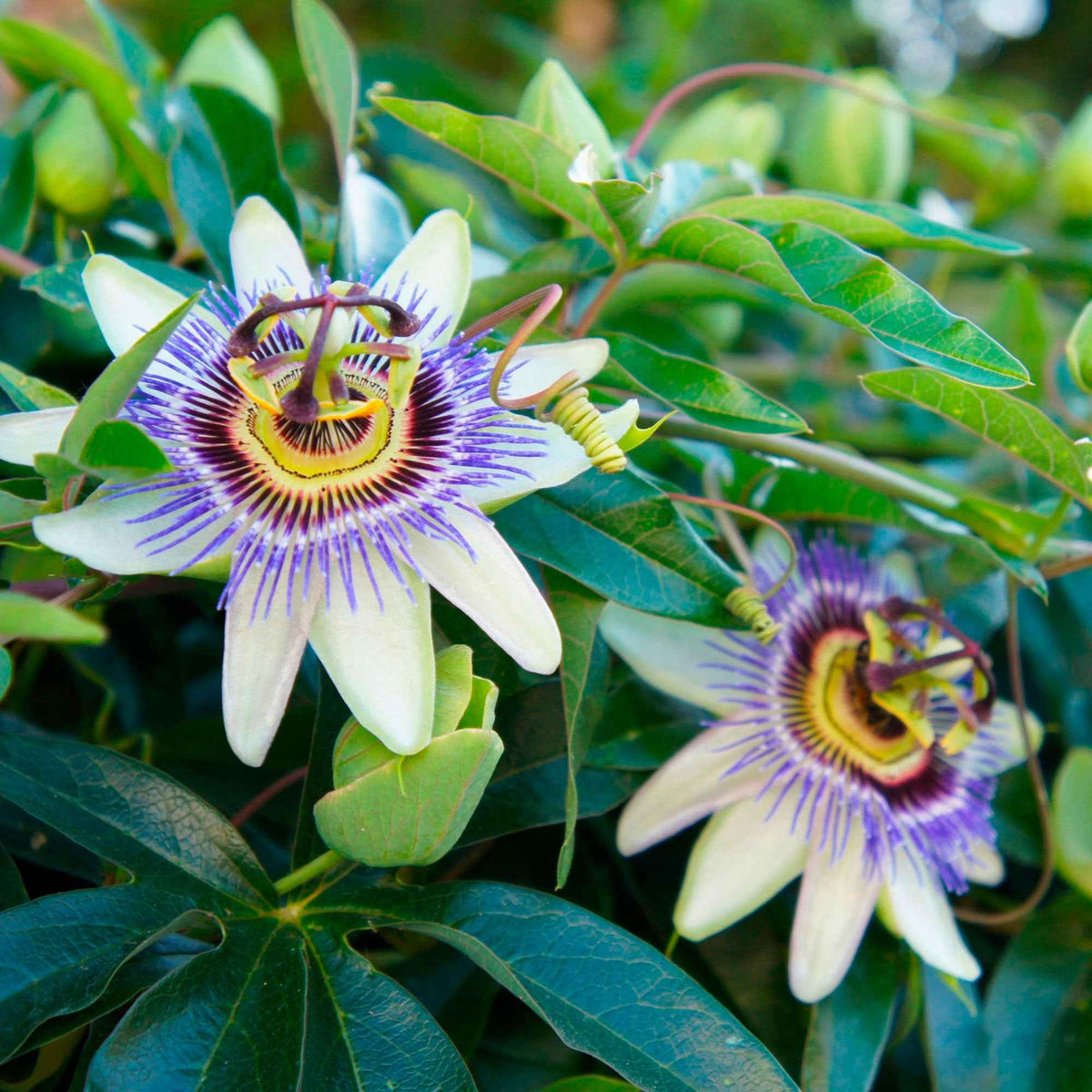 Plantes grimpantes