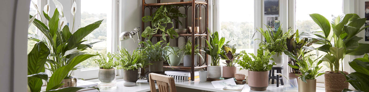 Plantes purificateur d'air