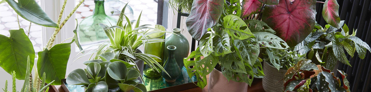 Plantes d'intérieur tendance