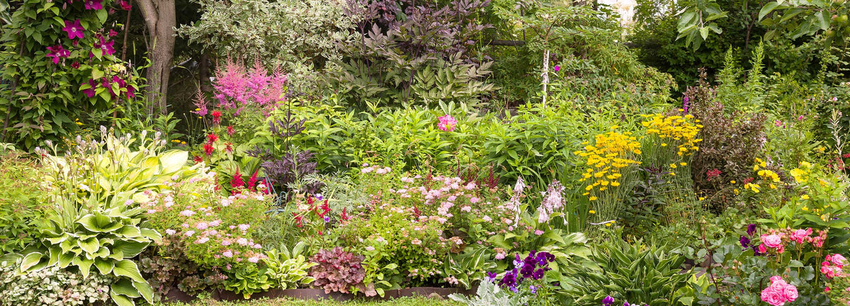 Plantes d'extérieur