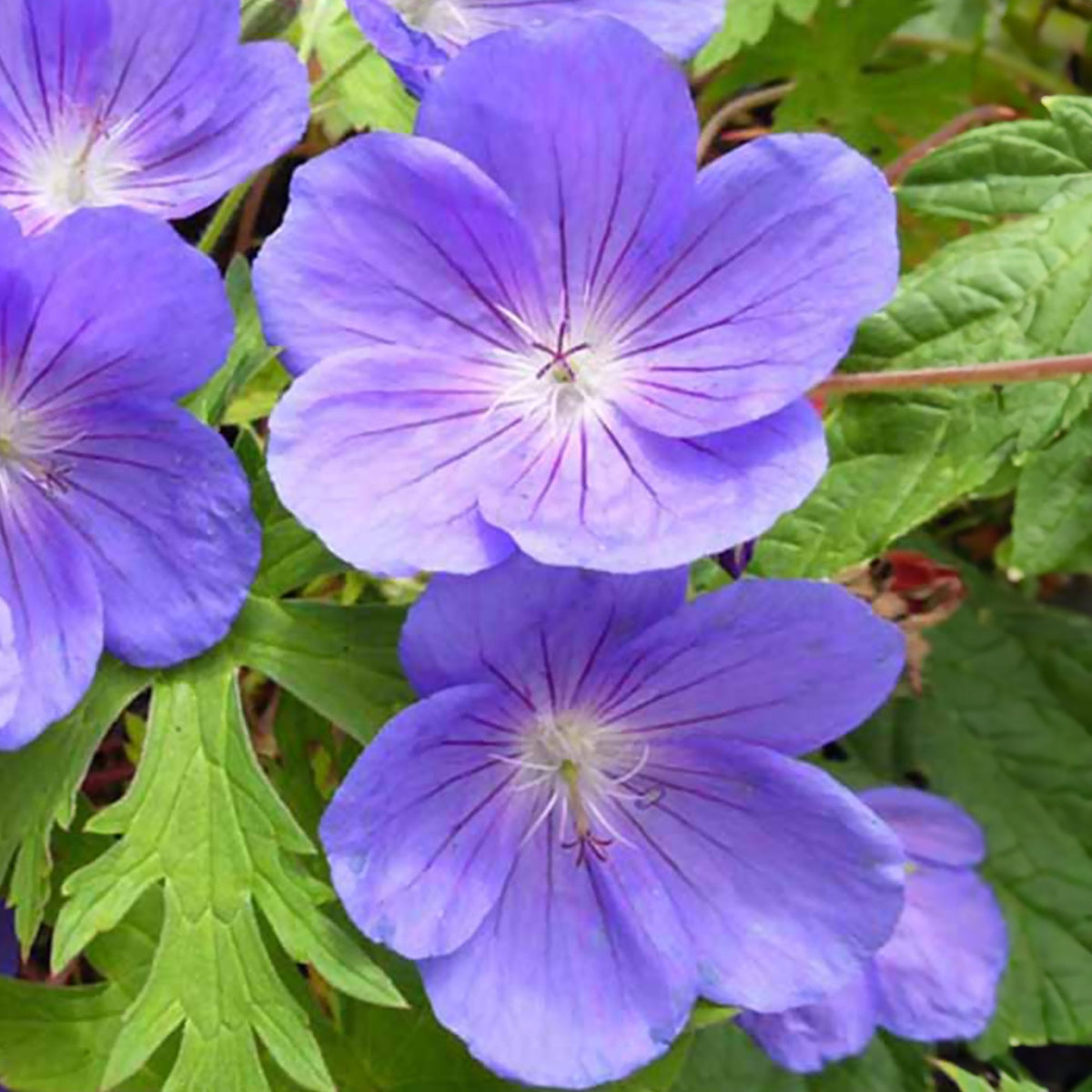 Geranium phaeum - Géranium brun