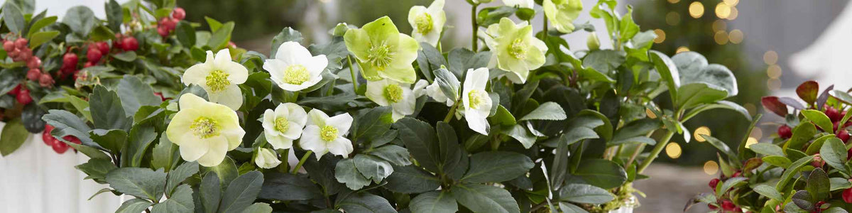 Helleborus foetidus - Hellébore fétide