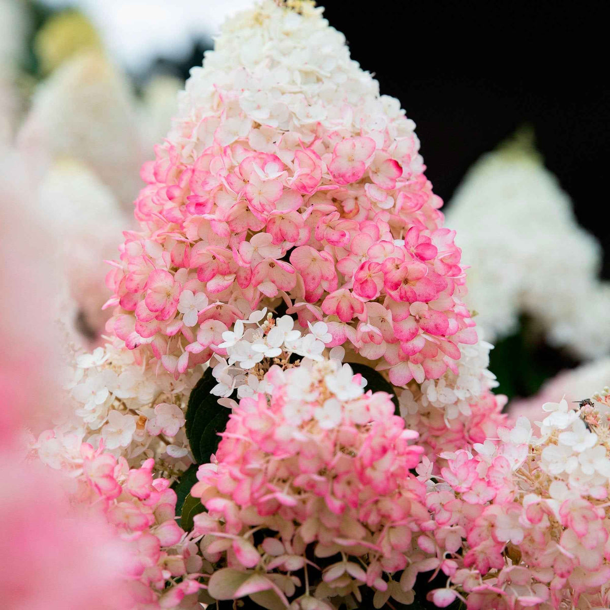 Hortensia