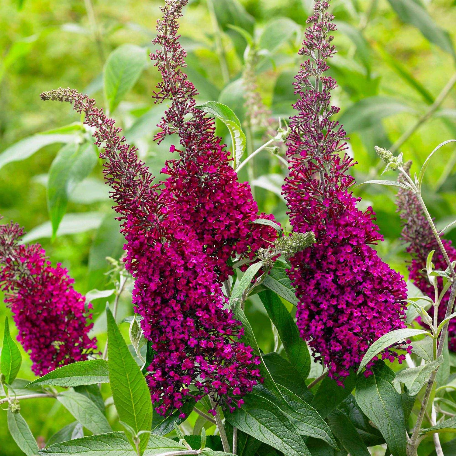 Bois-bouton - Cephalanthus