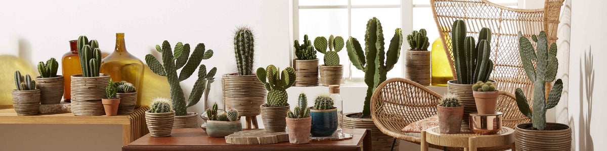 Cactus et plante grasse