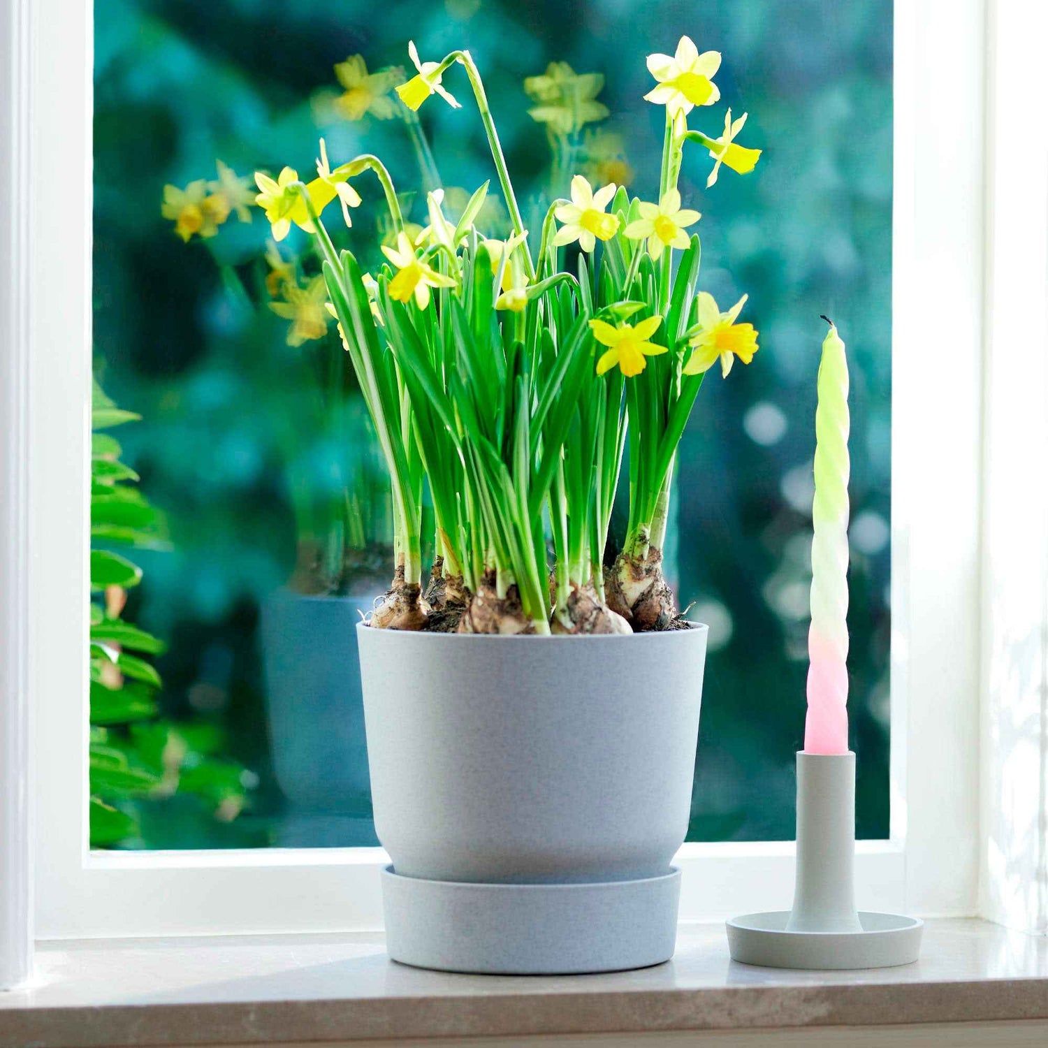 Bletilla foliosa - Orchidée à feuilles