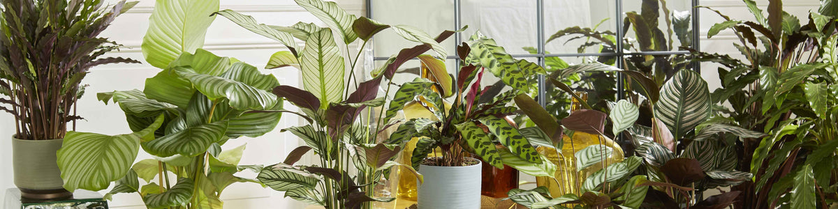 Calathea