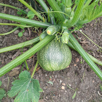 Courgette De Nice à fruits ronds - Bakker