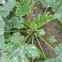 Courgette De Nice à fruits ronds - Cucurbita pepo de nice à fruits ronds - Bakker