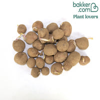 Pomme de terre Désirée