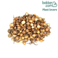 Oignon jaune Paille des Vertus