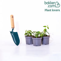 3 Fuchsias résistants au gel Blue Sarah