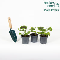 3 Géraniums rose abricot