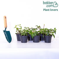 6 Fuchsias retombants en mélange